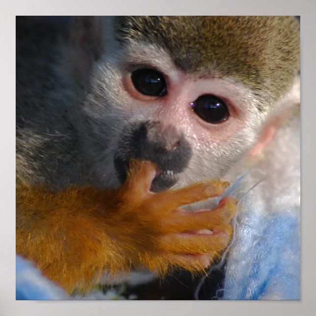 Cute Baby Monkey  Rescued Poster (Front)