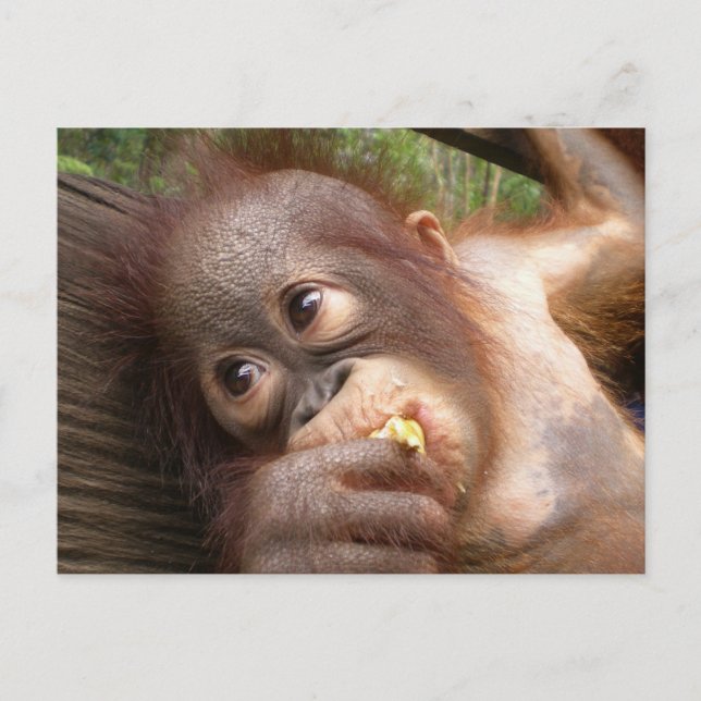 Cute Baby Orangutan Dreams of Mummy Postcard (Front)