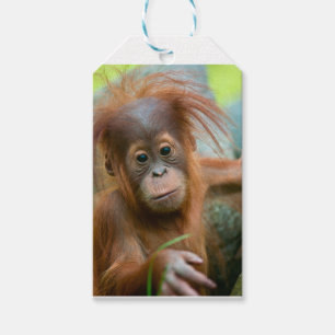 Cute Baby Orangutan looking straight ahead Gift Tags