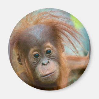 Cute Baby Orangutan looking straight ahead Magnet