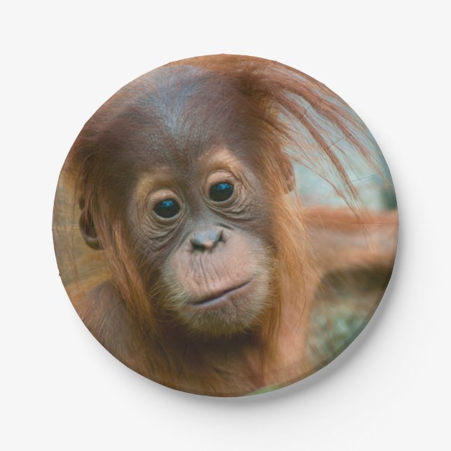 Cute Baby Orangutan looking straight ahead Paper Plate (Front)