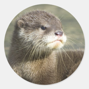 Cute Baby Otter Classic Round Sticker