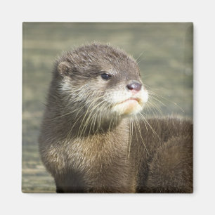 Cute Baby Otter Magnet
