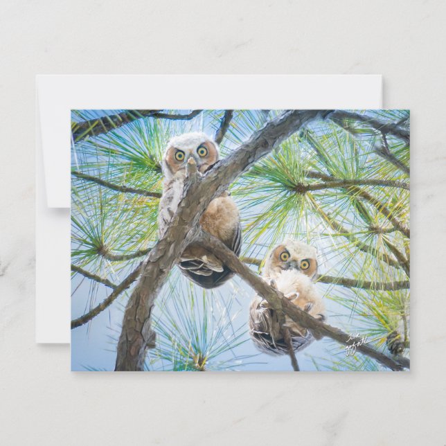 Cute Baby Owls Wildlife Photography Modern Card (Front)