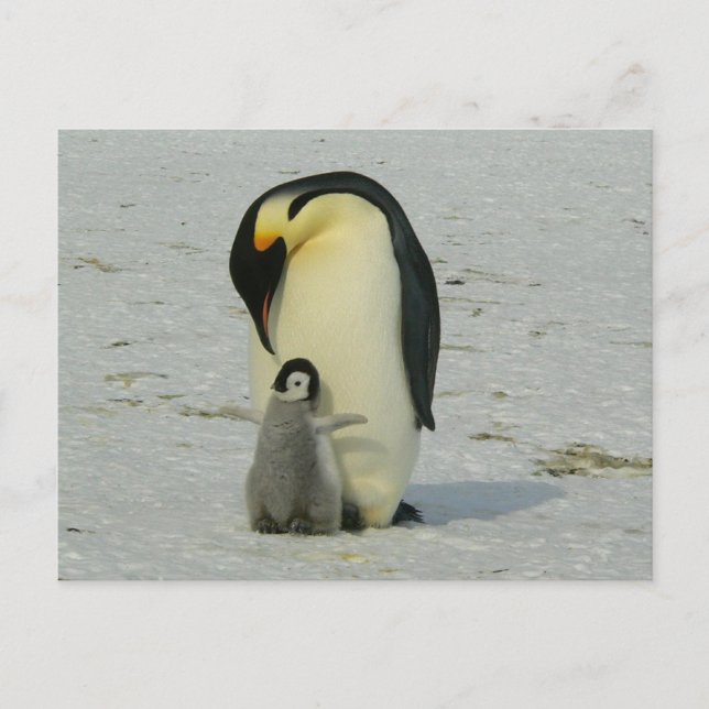 cute baby penguin with his mother postcard (Front)
