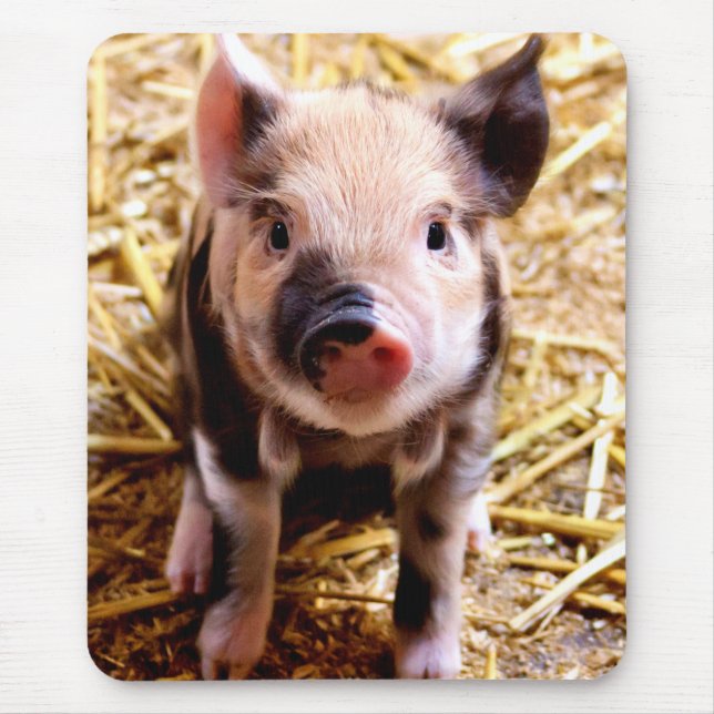 Cute Baby Pig Mouse Pad (Front)