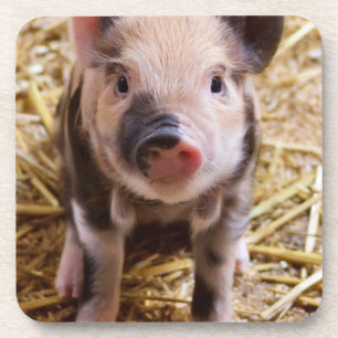 Cute Baby Piglet Farm Animals Barnyard Babies Coaster