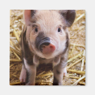 Cute Baby Piglet Farm Animals Barnyard Babies Magnet