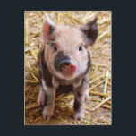 Cute Baby Piglet Farm Animals Barnyard Babies Postcard<br><div class="desc">Cute Baby Piglet Farm Animals Barnyard Babies 

 "pigs" "piglet" "farm animals" "baby farm animals" "barnyard babies" "baby pigs" "farm" "agriculture" "zoo" "zoology" "ranch" "pig farmer" "farmers" "pig babies"</div>
