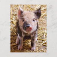 Cute Baby Piglet Farm Animals Barnyard Babies