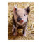 Cute Baby Piglet Farm Animals Barnyard Babies