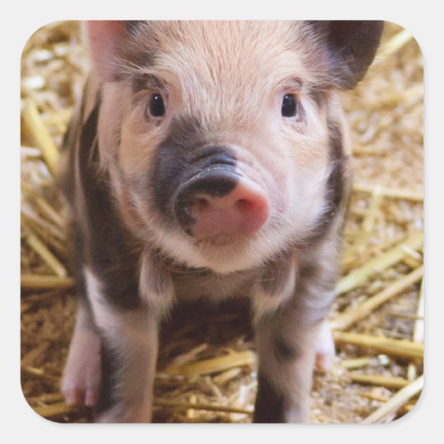 Cute Baby Piglet Farm Animals Barnyard Babies Square Sticker (Front)
