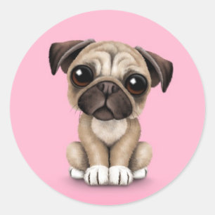 Cute Baby Pug Puppy Dog on Pink Classic Round Sticker
