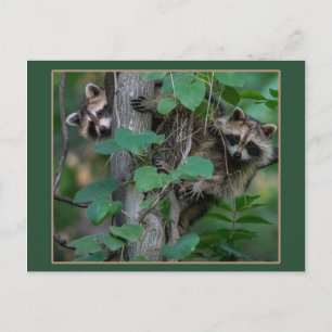 Cute Baby Raccoons /Border Postcard