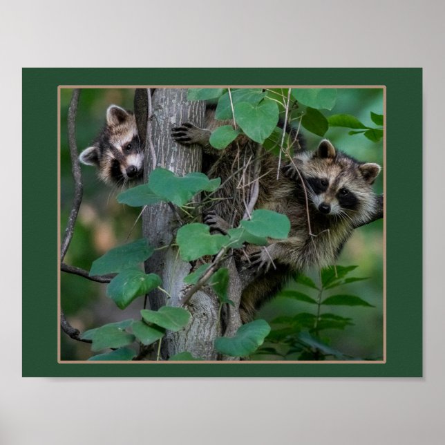 Cute Baby Raccoons Poster (Front)