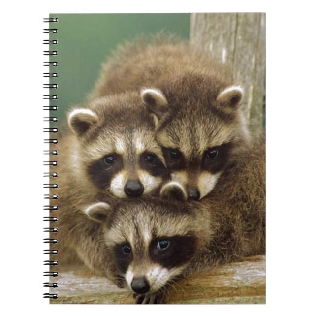 Cute Baby Racoon Notebook (Front)