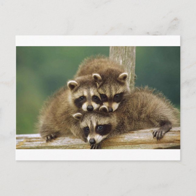 Cute Baby Racoon Postcard (Front)