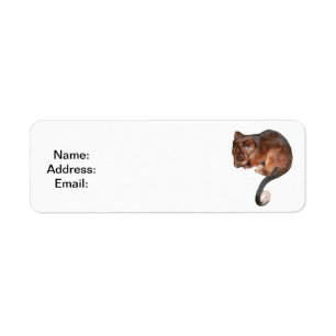 Cute Baby Ringtail Possum