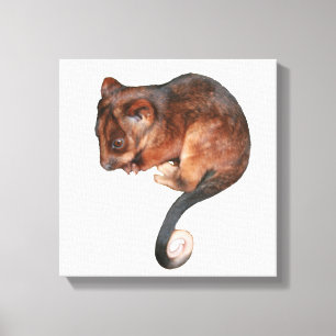Cute Baby Ringtail Possum Canvas Print