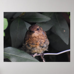 Cute Baby Robin Poster