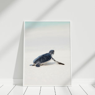 Cute Baby Sea Turtle on the Beach Poster
