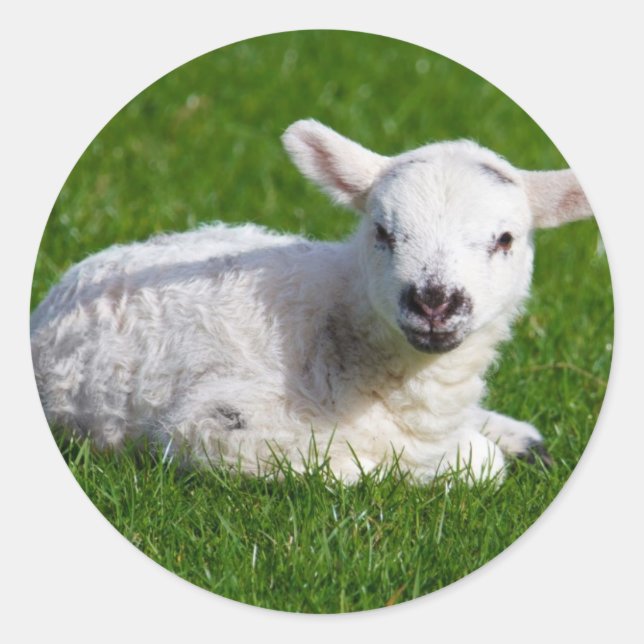 Cute baby sheep lying in grass classic round sticker (Front)