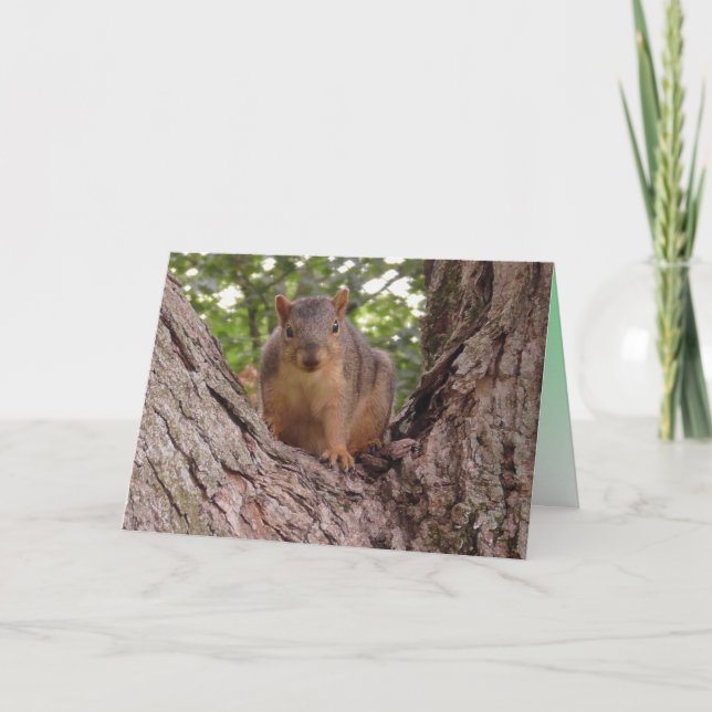 Cute Baby Squirrel in Tree Blank Card (Front)