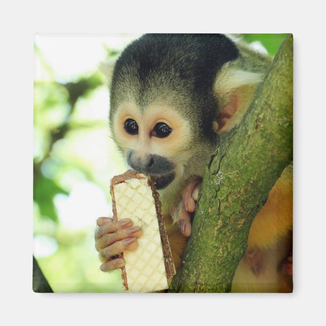 Cute Baby Squirrel Monkey Eating a Wafer Biscuit Magnet (Front)