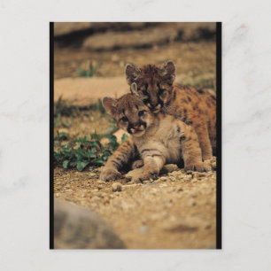 Cute Baby Tigers Postcard
