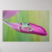 Cute baby whites tree frog on tulip petal