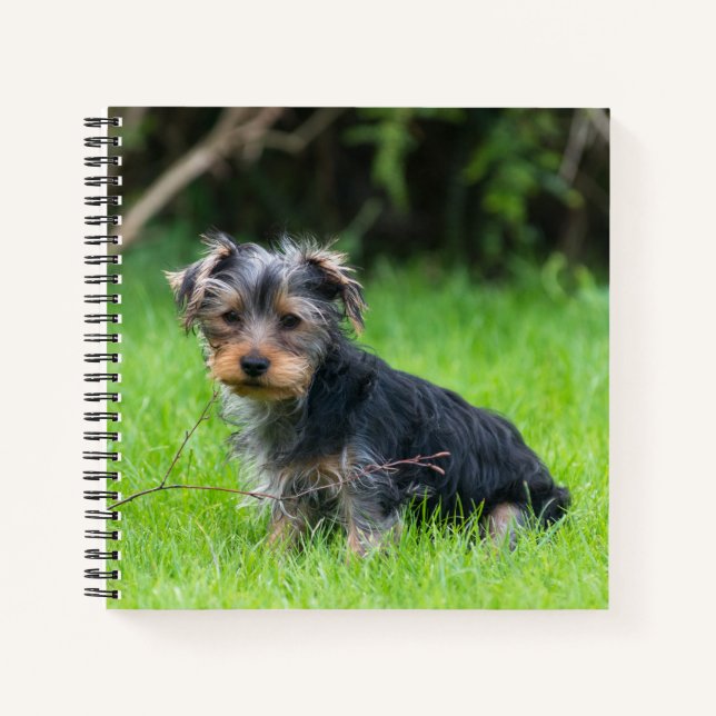 Cute baby yorkshire terrier puppy sad eyes photo notebook (Front)