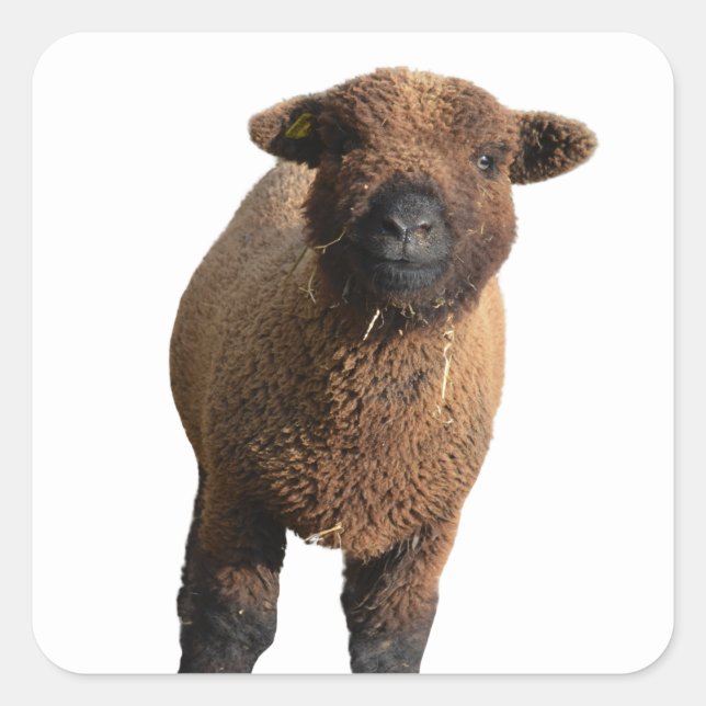 Cute Babydoll Southdown Black Lamb Square Sticker (Front)