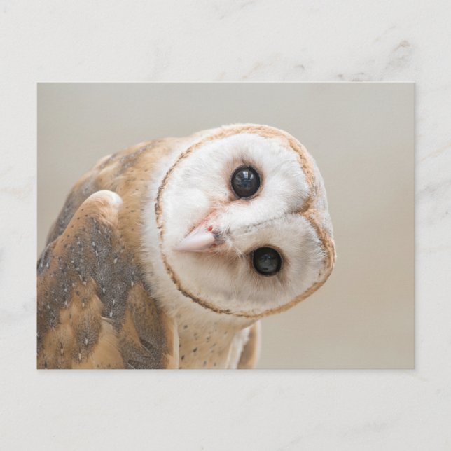 Cute Barn Owl Postcard (Front)