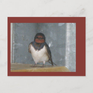 Cute Barn Swallow Close Up Cust. DIY Postcard