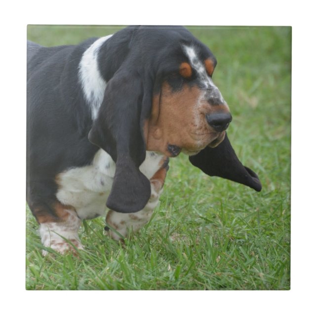 Cute Basset Hound Tile (Front)