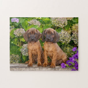 Cute Bavarian Mountain Hound Puppies with Flowers Jigsaw Puzzle