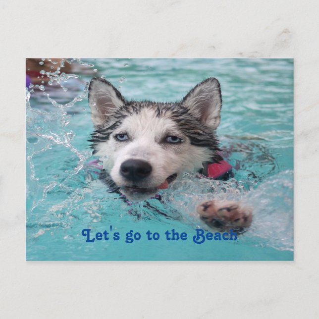 Cute Beach Dog greetings Postcard (Front)