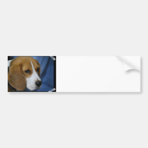 Cute Beagle  Bumper Sticker