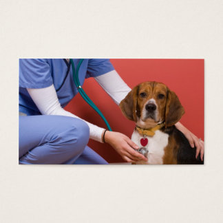 Cute Beagle Dog Getting a Veterinary Checkup