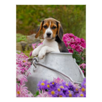 Cute Beagle Dog Puppy in a Milk Churn Photography