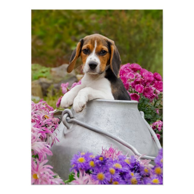 Cute Beagle Dog Puppy in a Milk Churn Photography Poster (Front)