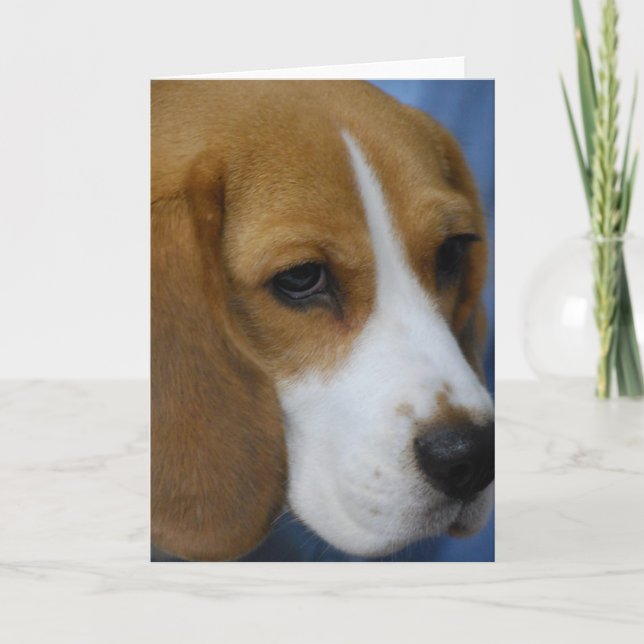 Cute Beagle  Greeting Cards (Front)