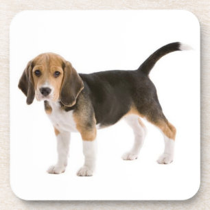 Cute Beagle Mom Dog Lover Puppy Dad Pup Adoption Coaster