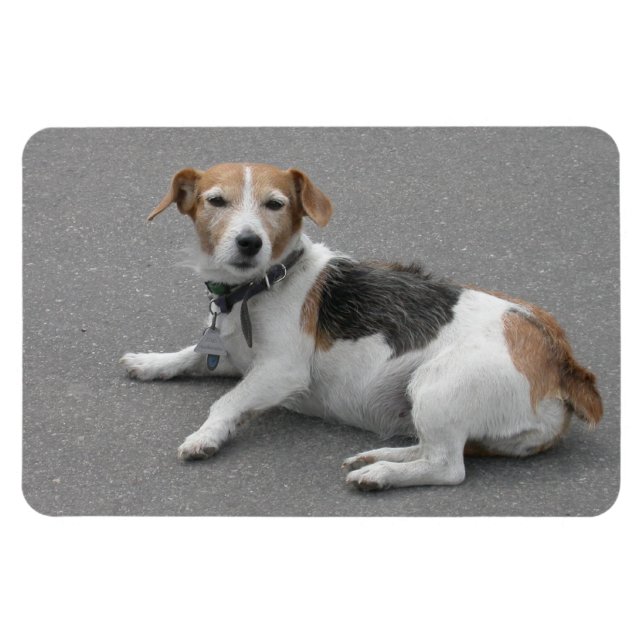 Cute Beagle Mongrel Magnet (Horizontal)