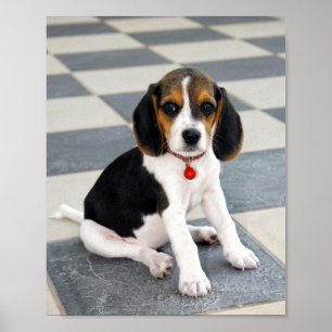 Cute Beagle Puppy Photo Poster