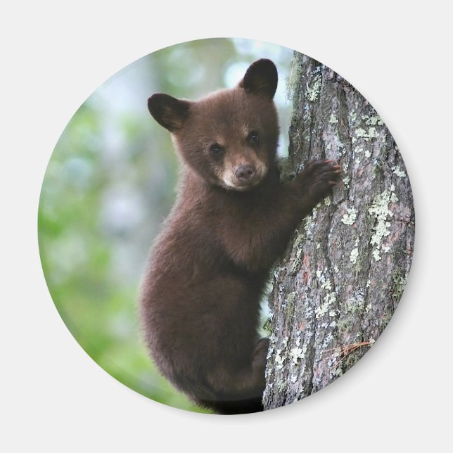 Cute Bear Cub Round Fridge Magnet (Front)