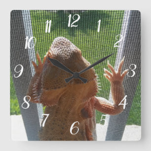 Cute Bearded Dragon Climbing Lanai Screen Picture Square Wall Clock