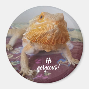 Cute Bearded Dragon Picture Magnet