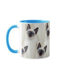 Cute Beautiful Black White Pet Siamese Kitten Cat