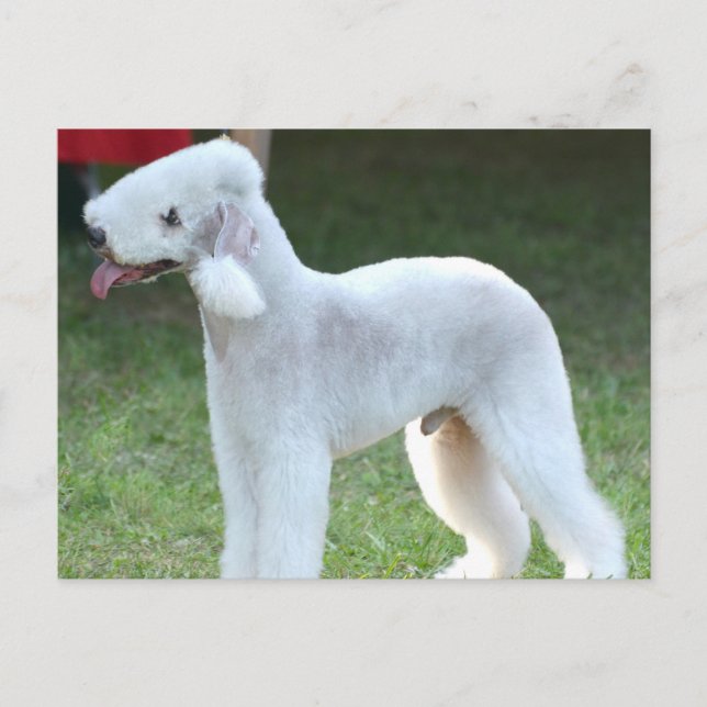 Cute Bedlington Terrier Postcard (Front)